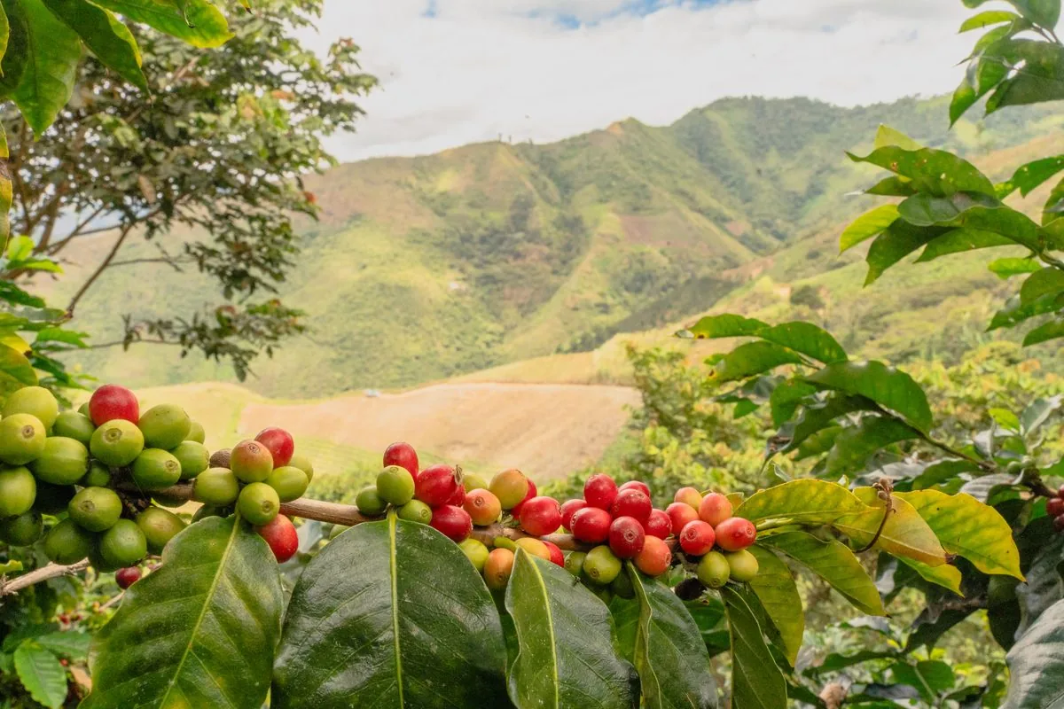Ripe Coffee Cherries on a High-Altitude Coffee Farm