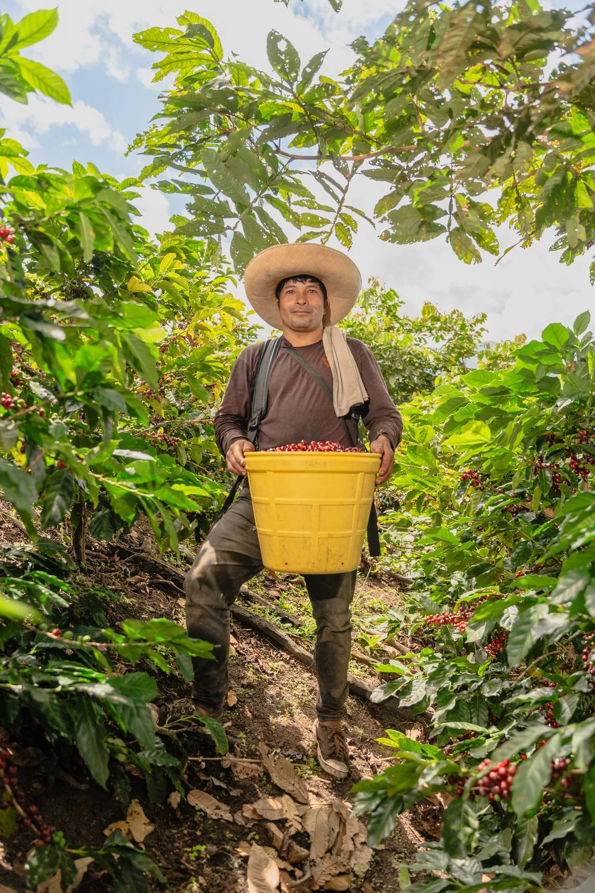 Coffee Farmer Harvesting in a Shaded Coffee Plantation