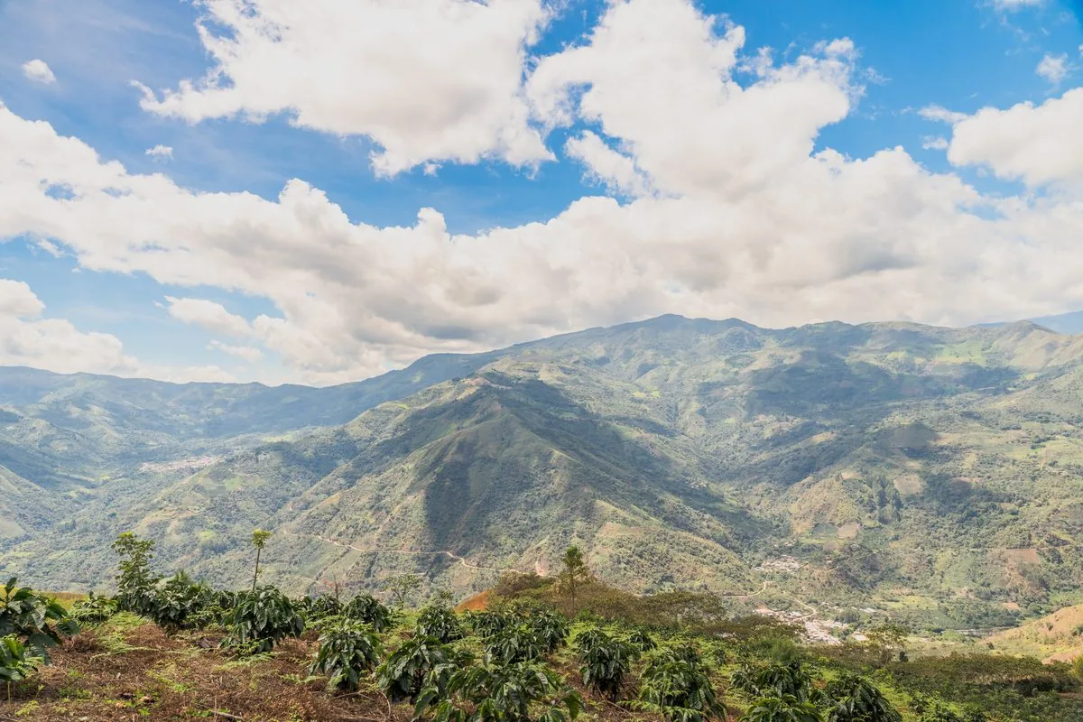 Coffee-Growing Slopes in Peru&rsquo;s High Jungle