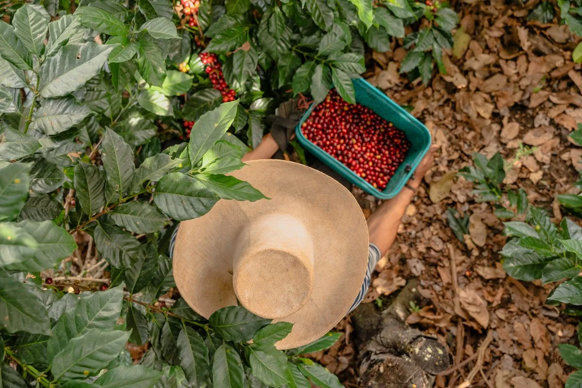 Overhead View of Coffee Cherry Harvesting