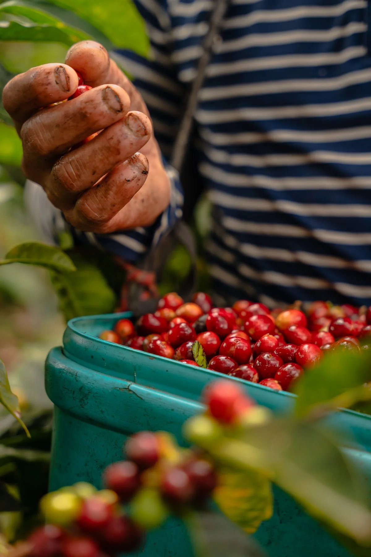 Manual Selection of Ripe Coffee Cherries
