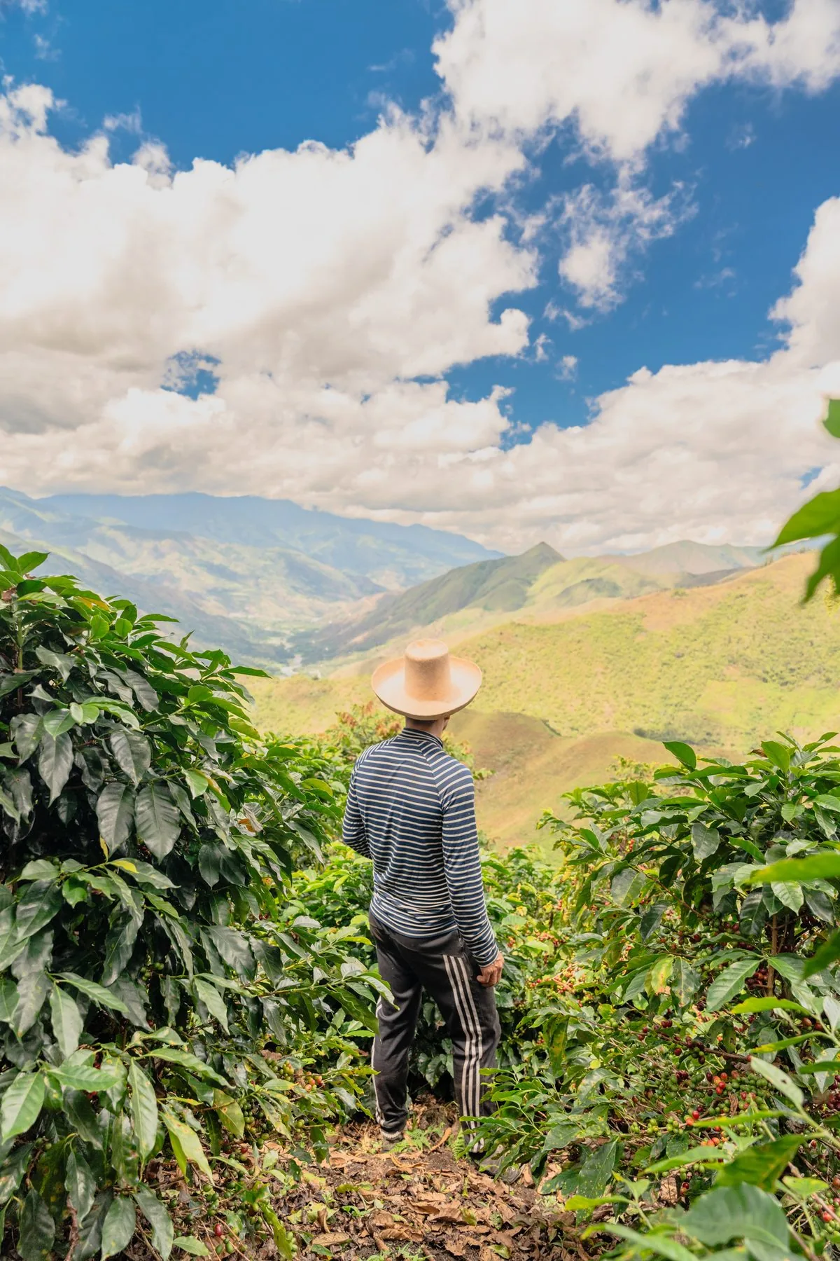 A Coffee Farmer Overlooking the Northeastern Highlands