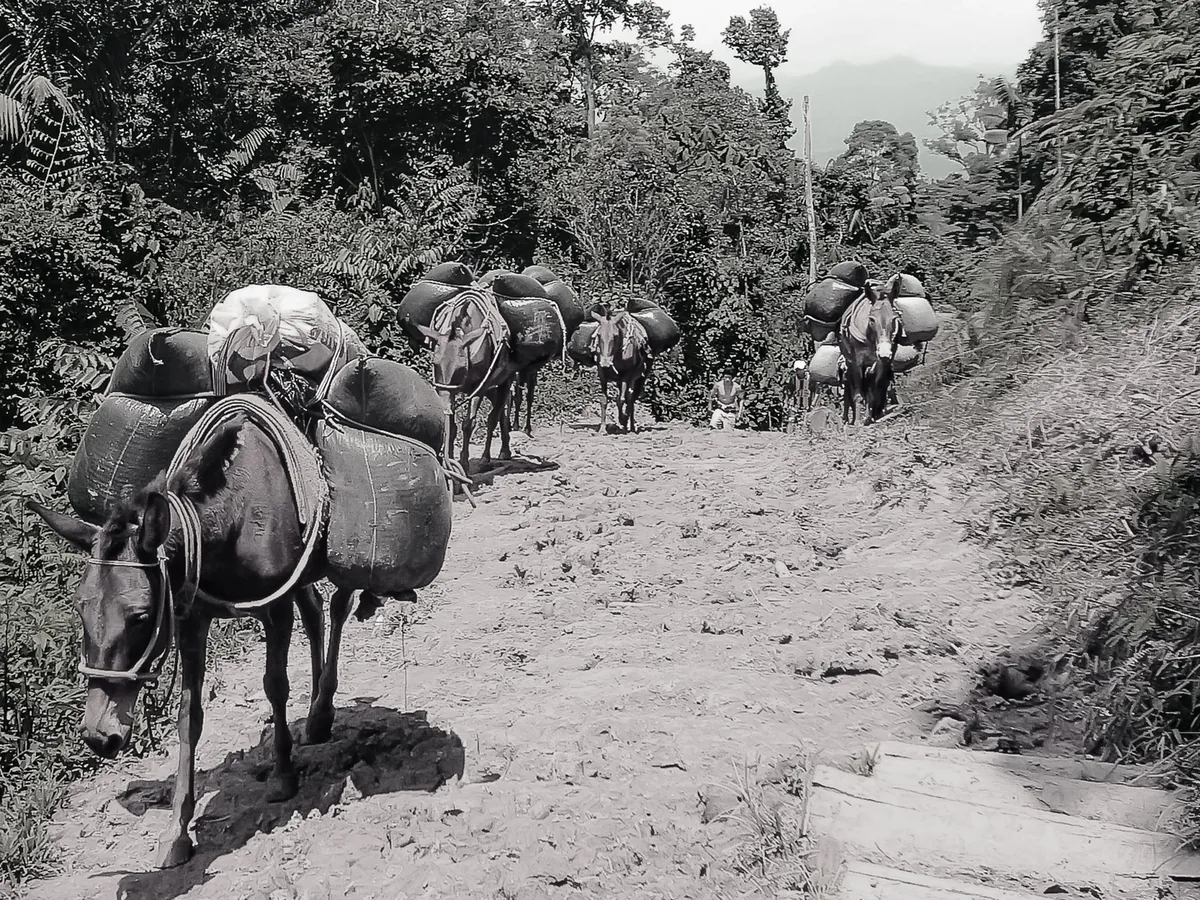Coffee cultivation in Ja&eacute;n