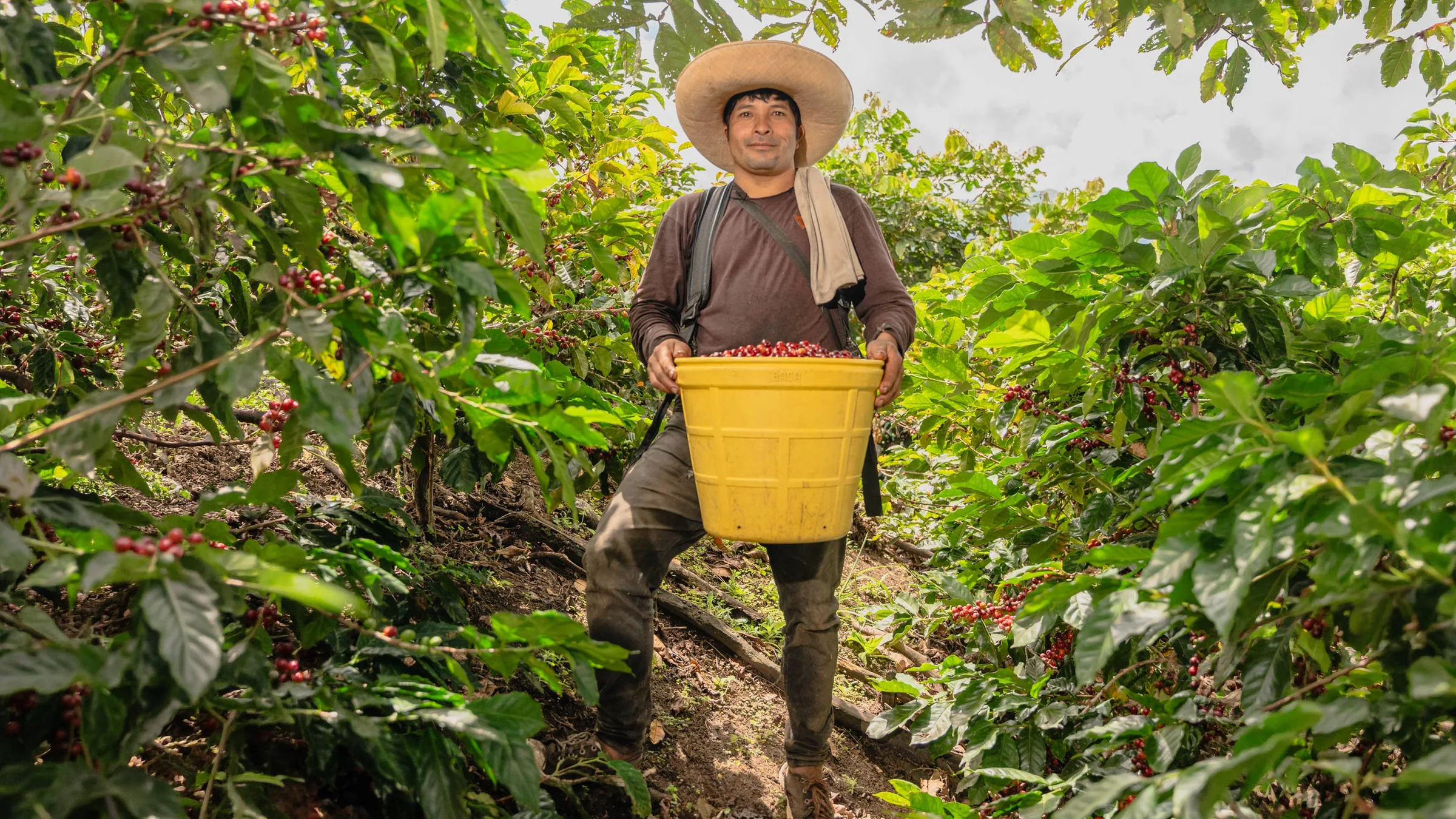 Coffee farmer harvesting coffee on a plantation in Ja&eacute;n