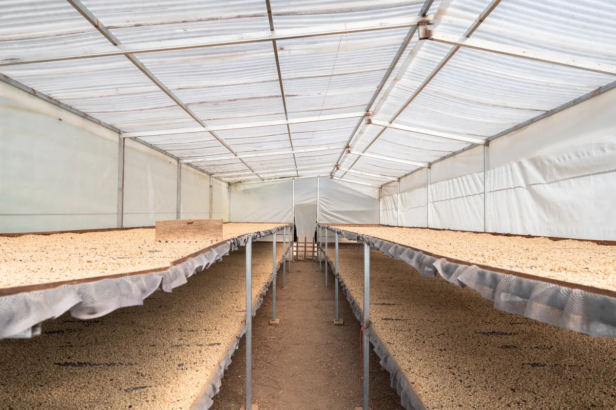 Drying beds introduced through the technology program